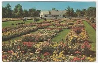 Jackson and Perkins Rose Gardens